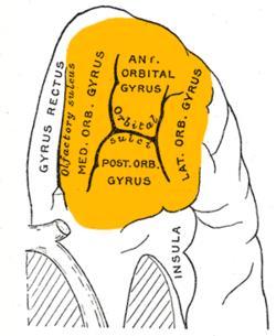Homloklebeny: - gyrus rectus - sulci orbitales - gyri