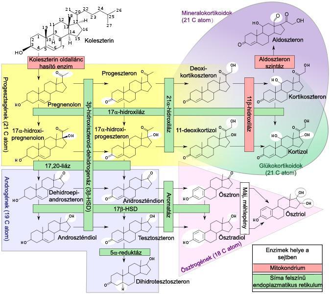 1.2. Szteroid hormonok szintézise A szteroid hormonok szintézisének közös prekurzora a koleszterin.