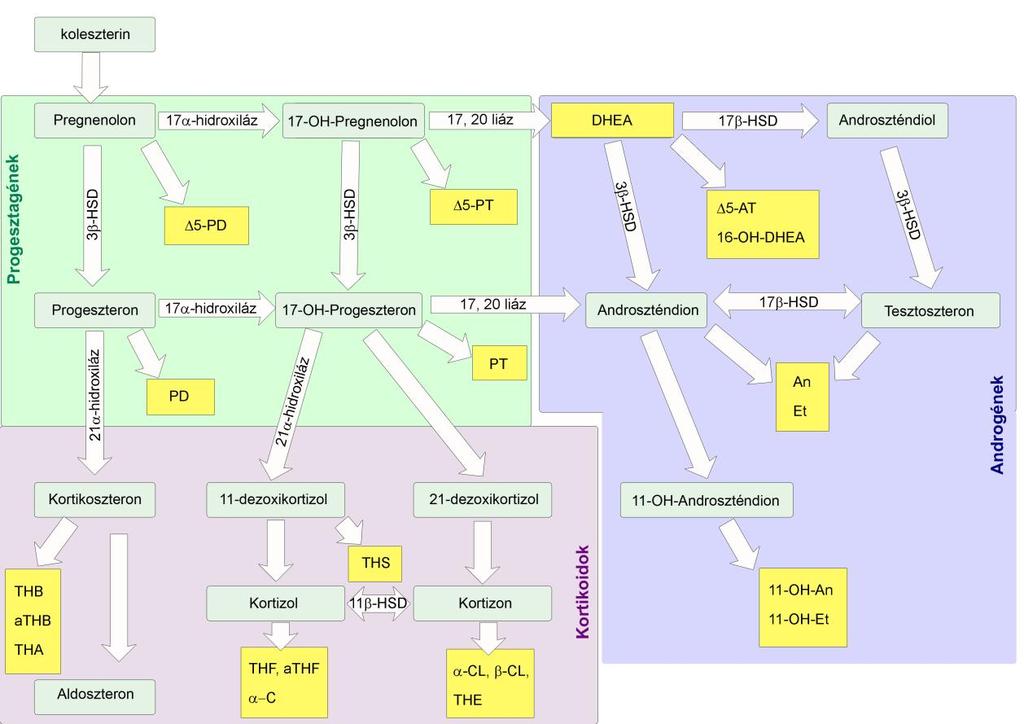 4. ábra: Szteroid metabolitok eredete (sárga színnel vannak jelölve a vizeletbe ürülő szteroid metabolitok) Androgén metabolitok A tesztoszteron és az androszténdion vizeletben ürülő fő metabolitjai