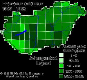 Fácán kormeghatározás Elterjedés - állományhelyzet a mediterránum délebbi részeit és Skandinávia jórészét kivéve egész Európában; Mo.