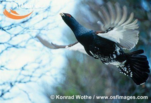 szemkörnyéke csupasz (vérvörös), szárnyhajlaton, hasán és farkán fehér foltok; A kakas lábujjain télen ún.