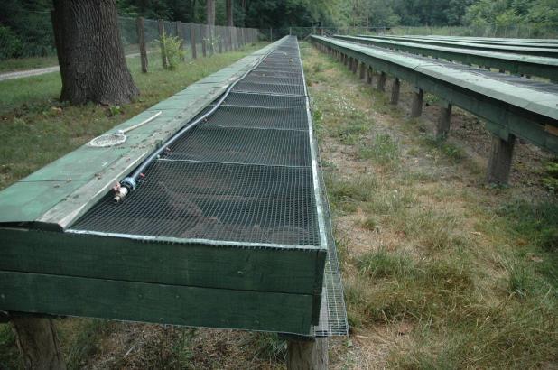 Fogolytenyésztés, Lenes, 2004-től