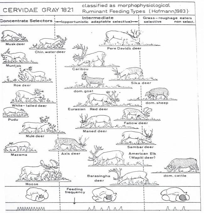 Kérődzők morfofiziológiai csoportosítása (Hofmann, 1983) -