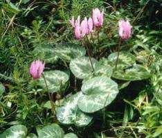 nigricans) (Eranthis