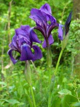 (Iris aphylla ssp.