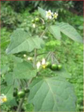 halimifolium)