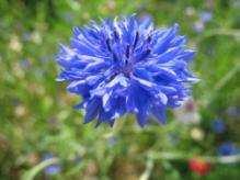 (Centaurea