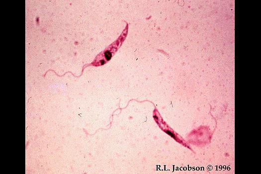 Leishmaniasis A leishmaniasis rovar terjesztője a lepkeszúnyog Előfordulása