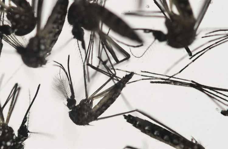 VÉDEKEZHETÜNK-E VALAHOGY A ZIKA VÍRUS ELLEN?