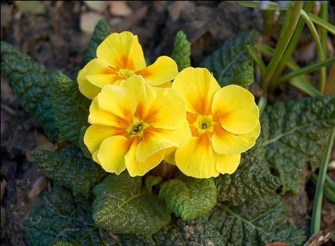 Flavonoidok (flavon, flavus latin, sárga) 4000, rügy, friss hajtás, virág, termés