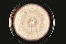 Acremonium falciforme (Cephalosporium) R 1 = - C 2 -CC 3 R 2 = - (C 2 ) 3 -C( 2 )-C
