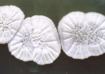 ketál) 38 tagú aglikon isztatin (aglikon: nisztatinolid) Streptomyces