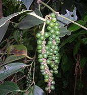 E-E Piperin feketebors (Piper nigrum) Z-Z Kavicin II. Dohány alkaloidok: pirrol- és piridinváz icotiana tabacum (1828) C3 nikotin fp.