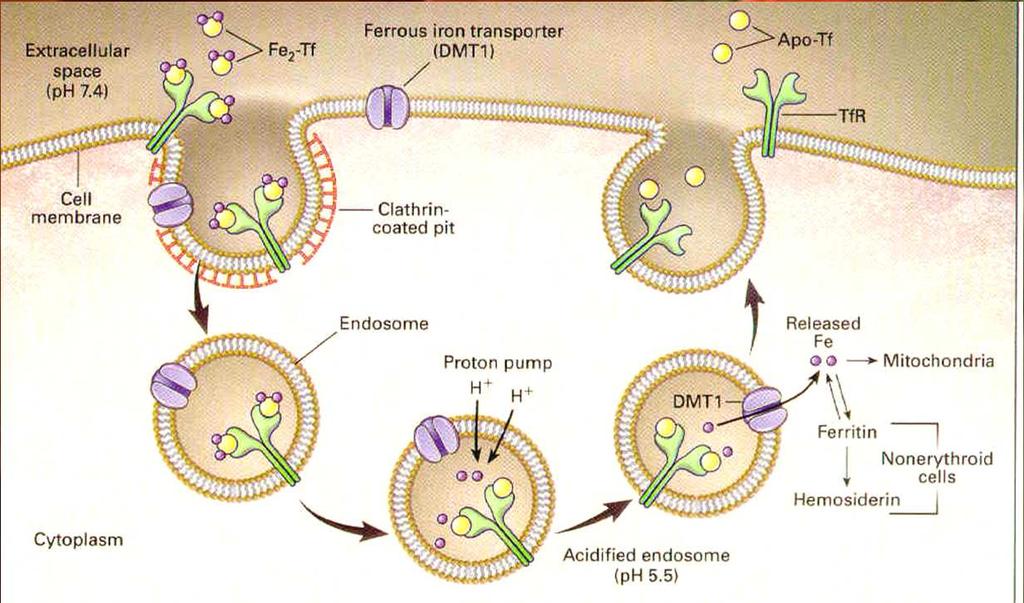 Transzferrinreceptor A transzferrinrőlátveszi és a sejtbe juttatja a vasat Felismeri és megköti a transzferrint A szolubilisasejtfelszíni receptor csonka formája a