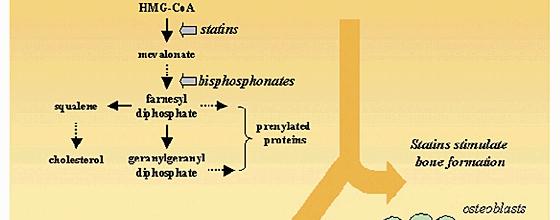 apoptosis (ugyanezzel a mechanizmussal magyarázható a nitrogén-tartalmú BSP-ok GI