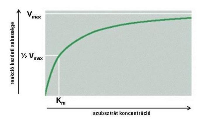 (Az ábra a Biokémia alapjai jegyzetből származik. Eredeti forrása: Alberts et al.: Molecular Biology of the Cell, 4th edition http://www.ncbi.nlm.nih.gov/books/nbk26911/figure/a469/?