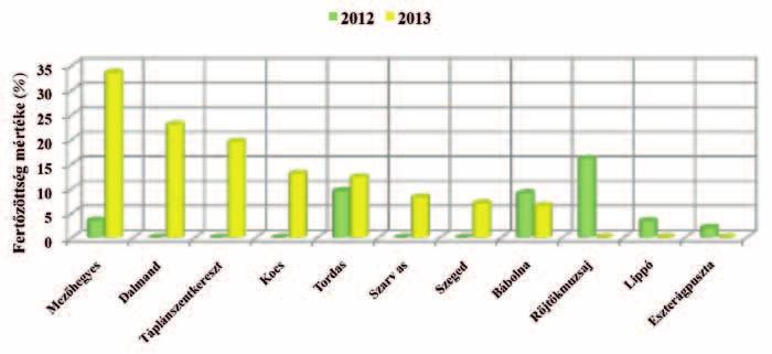 A gomba számára legkedvezőbb mikroklíma Mezőhegyesen volt, ahol közepes mértékű (33,5 %) járvány alakult ki a genotípusok átlagában (5.