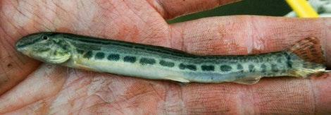 A nyúldomolykó (Leuciscus leuciscus) észlelési adatai a Zagyvából Szepesi Zsolt, Harka Ákos 109. évfolyam 4.