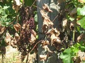 A szőlőben a gyomnövényekre is fordítsunk kellő figyelmet. Ha az ültetvény mostanra kigyomosodott, a kezelést glifozát tartalmú készítménnyel végezzük el.
