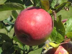 ALMA Gyors ütemben érik az alma, a termést a gombabetegségek már nem fertőzik. A kontakt készítmények használata javasolt a betakarításig. A permetezéseket 14-16 napos fordulókkal végezzük.