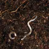 Tartalomjegyzék Mikrobiológiai megoldások a talajból támadó károsítók kiszorítására.