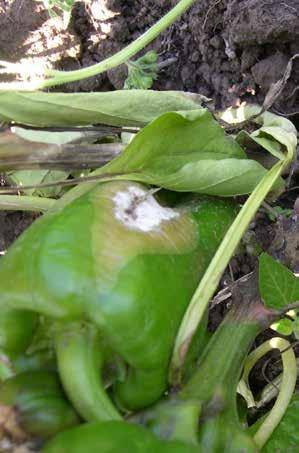 A Lepinox Plus több zöldség- és gyümölcskultúrában alkalmazható (ökológiai termesztésben is!) 1 kg/ha dózisban, előrejelzésre alapozva, a lárvák tömeges kelése idején, fiatal lárvastádiumban (L1-L2).