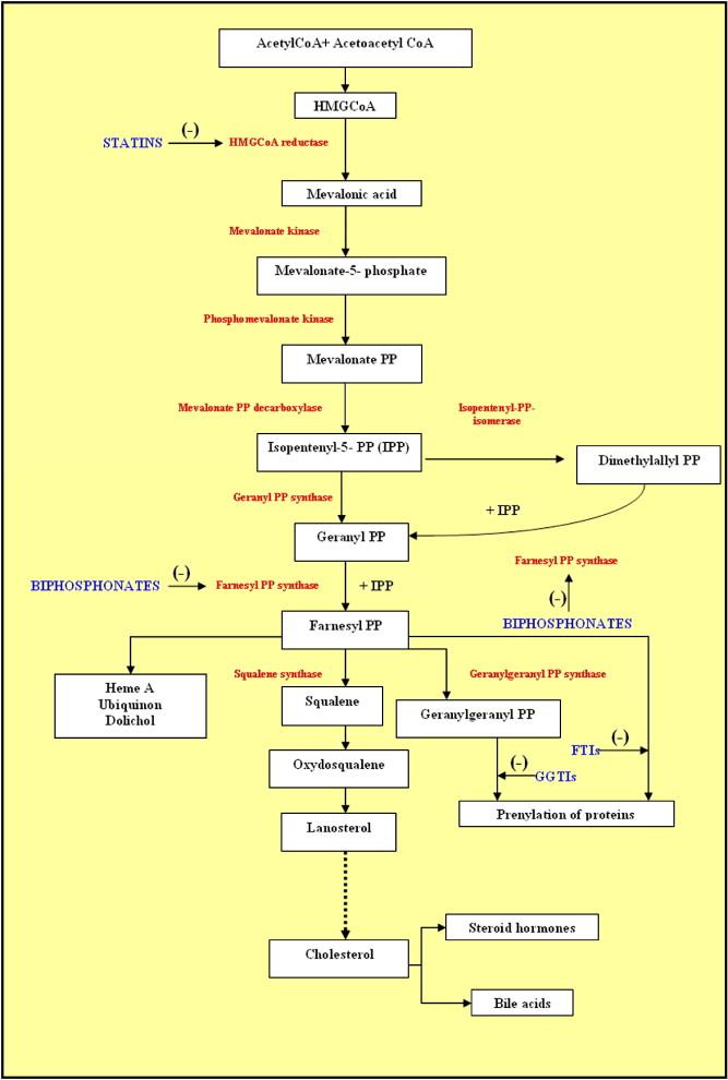 Mevalonát körben hatva az osteoclastok korai