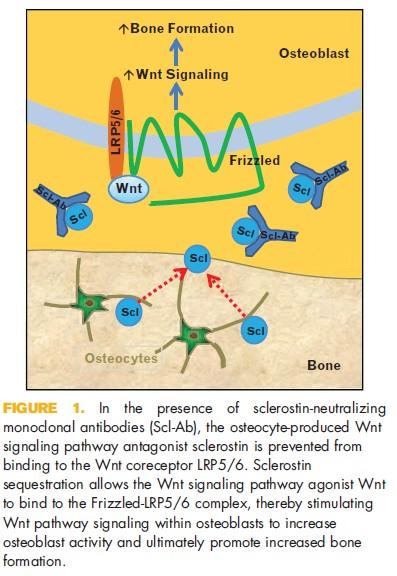 Hogy hat az anti-sclerostin?