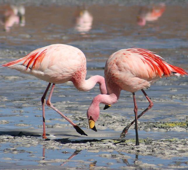 Flamingók rózsás