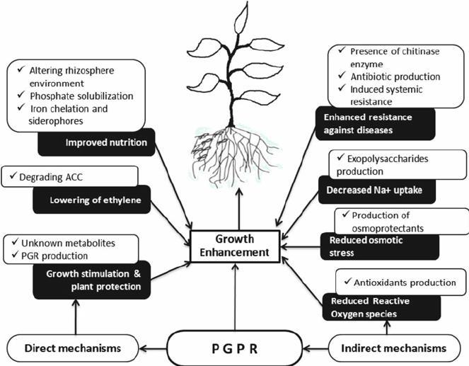 Plant Growth