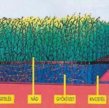 elfolyó víz A leggyakrabban ültetett növényfajok: nád (Phragmites australis), pántlikafű