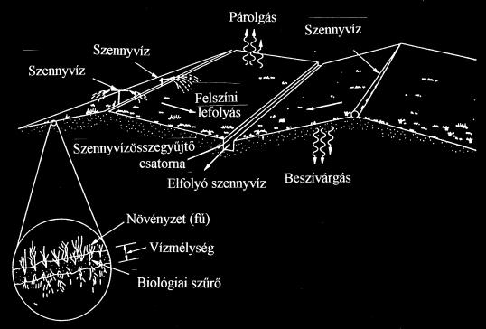 utótisztító tavak úszó- vagy lebegő vízinövényes szennyvíztisztítás természetes vagy mesterséges nádastó (wetland) üzemi vízszint a felszín felett vízinövények (algák, makrofitonok) aktív részvétele