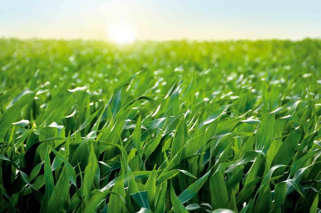2015. MÁJUS AZ N-LOCK (NITROGEN STABILIZÁTOR) SZEREPE ÉS HATÁSA A NITROGÉN HASZNOSULÁSÁRA KUKORICÁBAN 2015. évben megkez - dőd nek Magyarországon az Európai Unió 2014-2020.