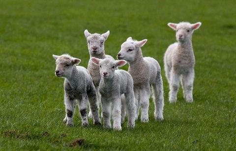 Választhatunk a fűnyírásra bárányokat! Őket sajnos télen is etetni kell, amikor nincs legelhető fű.