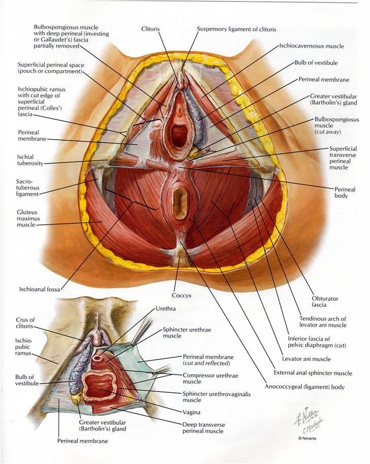 1. ábra A női gát 2 2.2 Alsó húgyutak felépítése és működése Az alsó húgyutak a húgyhólyagból (vesica urinaria), illetve a húgycsőből (urethra) állnak.