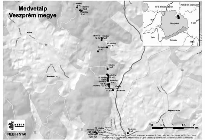 Novák Róbert és mtsai: A kaukázusi medvetalp (Heracleum mantegazzianum Somm. et Lev.)... 47 4.