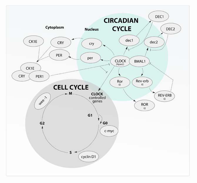 Figure 1. Schematic representation of the mammalian circadian clock mechanism Circadian rhythmic regulations are involved also in the repair of DNA damage and in apoptosis control.