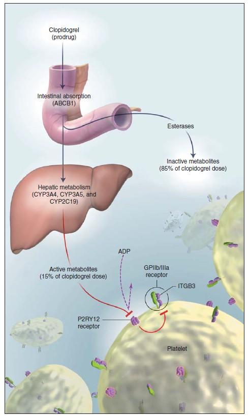 PY1 blokkolók a)thienopyridinek Clopidogrel PY1 receptor irreverzibilis gátlás Aktivációt gátol Prodrug, CYP3A4 és CYPC19 enzim