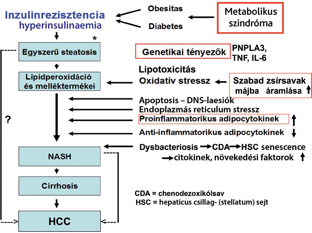 az enteralis baktériumok transzlokációja következtében az endotoxinok (LSP) a TLR-4-en keresztül a macrophagokban aktiválják a TNF-α- és IL-6-képzést, tovább növelve a karcinogenezis kockázatát