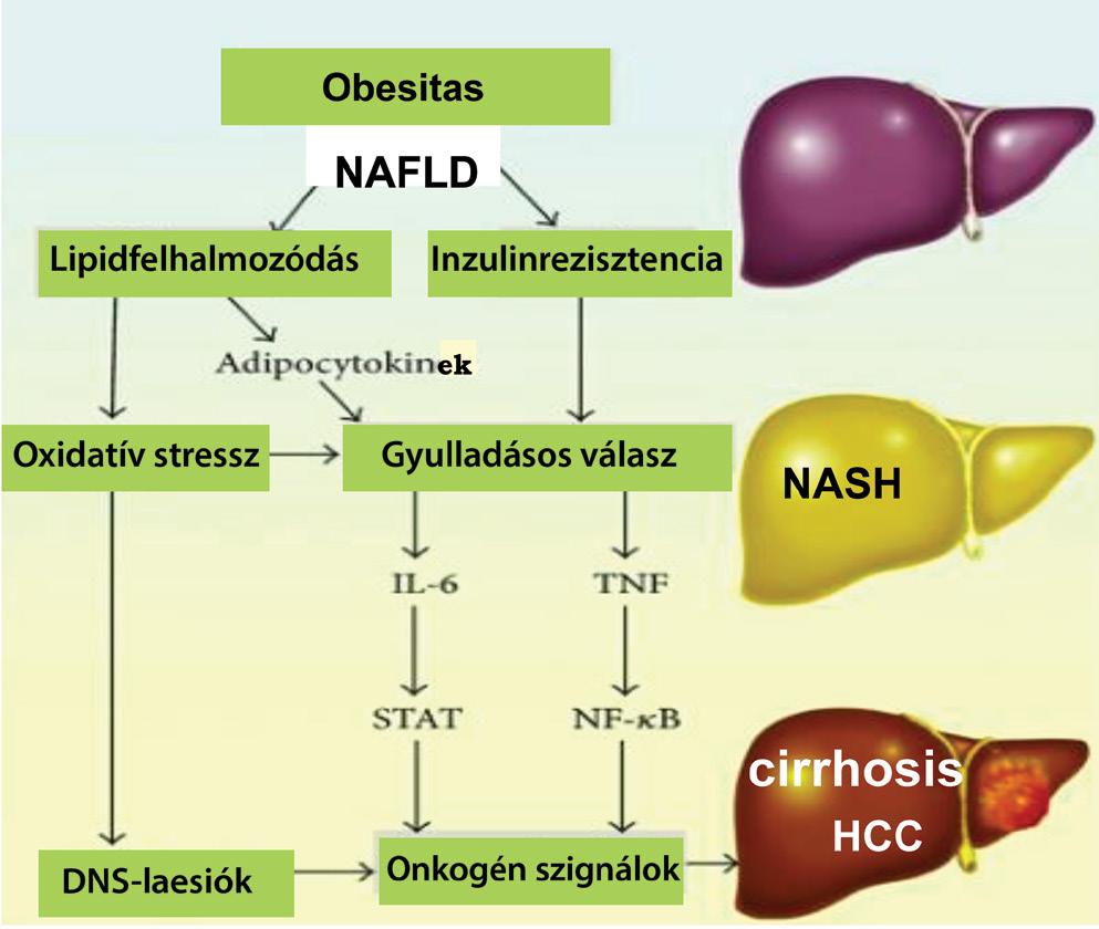 receptor substrate-1; MAPK = mitogénaktivált proteinkináz; NFκB = nuclear factor κb; STAT-3 = signal transducer and activator of transcription-3; TLR = toll-like receptor; TNF-α =