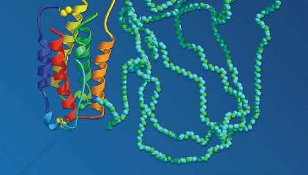 antiproliferativ hatású cytokin Ribavirin: