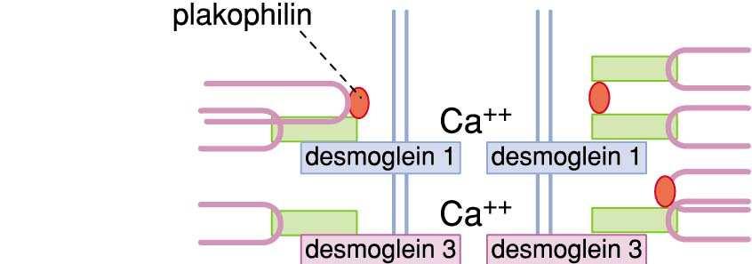 Fontosabb desmosomális