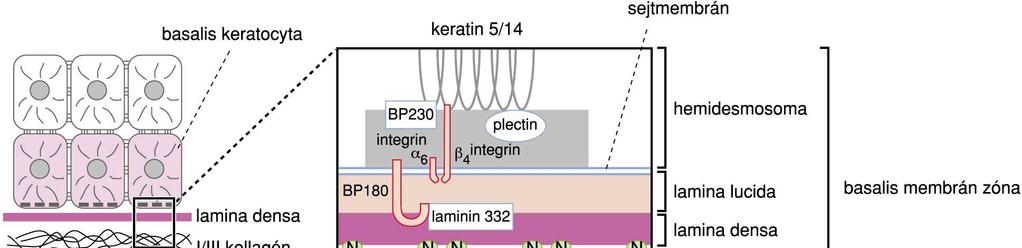 Hemidesmosoma sejtmembran I-III collagen Laminin 1,2 BM zóna