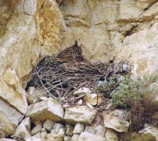3. ábra: Négyhetes fiókáját takaró tojó uhu (Bubo bubo) a hollófészekben a gyűrűzés előtt (fotó: Schwartz Vince) / Female Eurasian Eagle-owl covering her four-week-old chick in a Raven nest before