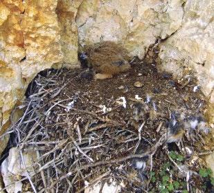 (fotó: Kossuth Levente) / Four-week-old Eurasian Eagle-owl chick during the course of ringing in a Raven nest. Tamped surface of the nest is well visible.