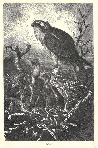 4. ábra: A halászsas (Pandion haliaetus) ábrázolása a Brehm 1904-es első magyar kiadásában (a képaláírásban a téves de akkor elfogadott ráró név szerepel) / Figure of Osprey from the first Hungarian