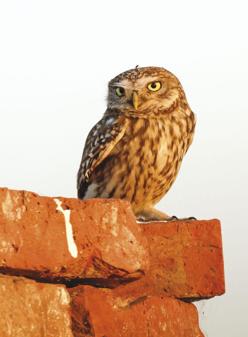 Kuvik (Athene noctua) a Hortobágy térségében