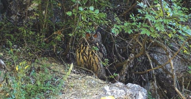 12. ábra: Nappalozó tojó uhu (Bubo bubo) a Pilisben (fotó: Schwartz Vince) / Roosting female Eurasian Eagle-owl at daylight in the Pilis Hills szakadásokon, miután azok számukra is biztonságos helyet