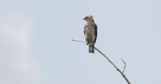 2. ábra: A11, 3. éves kígyászölyv (Circaetus gallicus) a Hortobágyon (fotó: Balla Dániel) / A11 3cy Short-toed Snake-eagle was photographed in the Hortobágy akár költését) igazoltnak vegyük.