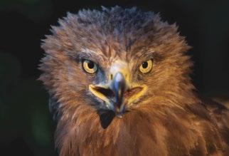 3. ábra: Öreg békászó sas (Clanga pomarina) (fotó: Jakus László) / Adult Lesser Spotted Eagle 4.